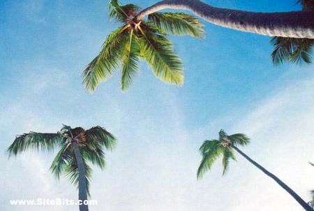Bavaro Beach Palm