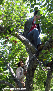 Apple Picking: The Tree