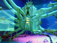 Kaiyukan Aquarium: Spider Crab 