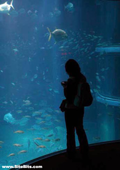 Kaiyukan Aquarium: Fishies
