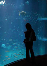 Kaiyukan Aquarium: Fishies