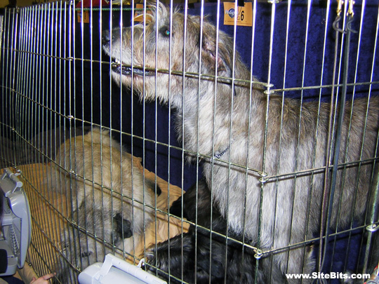 Westminster Dog Show: Irish Wolfhounds