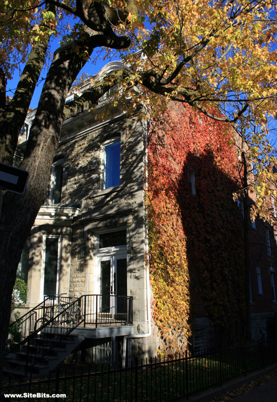Fall in McGill Ghetto
