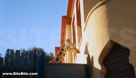 Rome Zoo: Giraffe