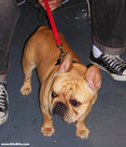 Westminster Dog Show: French Bulldog